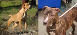 Portuguese Pointer vs Mountain View Cur - Breed Comparison