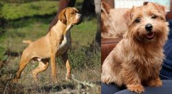 Portuguese Pointer vs Norfolk Terrier - Breed Comparison