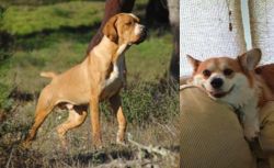 Portuguese Pointer vs Pembroke Welsh Corgi - Breed Comparison