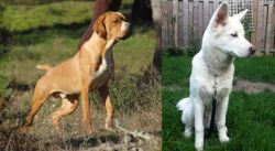 Portuguese Pointer vs Phung San - Breed Comparison