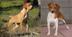 Portuguese Pointer vs Plummer Terrier - Breed Comparison