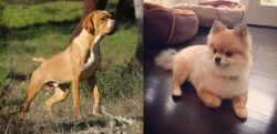 Portuguese Pointer vs Pomeranian - Breed Comparison