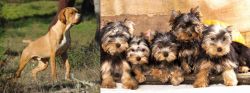 Portuguese Pointer vs Yorkshire Terrier - Breed Comparison