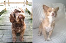 Portuguese Water Dog vs Alopekis - Breed Comparison