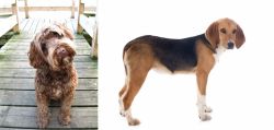 Portuguese Water Dog vs Beagle-Harrier - Breed Comparison