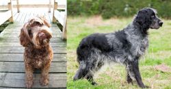 Portuguese Water Dog vs Blue Picardy Spaniel - Breed Comparison
