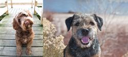 Portuguese Water Dog vs Border Terrier - Breed Comparison
