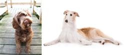 Portuguese Water Dog vs Borzoi - Breed Comparison