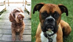 Portuguese Water Dog vs Boxer - Breed Comparison