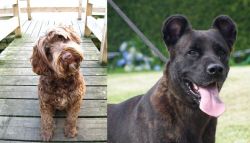 Portuguese Water Dog vs Cao Fila de Sao Miguel - Breed Comparison