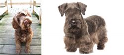 Portuguese Water Dog vs Cesky Terrier - Breed Comparison