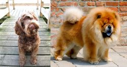 Portuguese Water Dog vs Chow Chow - Breed Comparison