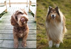 Portuguese Water Dog vs Collie - Breed Comparison