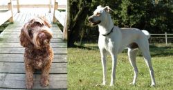 Portuguese Water Dog vs Cretan Hound - Breed Comparison