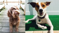 Portuguese Water Dog vs Feist - Breed Comparison