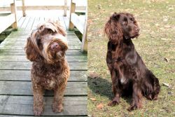 Portuguese Water Dog vs German Spaniel - Breed Comparison