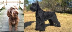 Portuguese Water Dog vs Giant Schnauzer - Breed Comparison