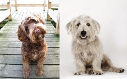 Portuguese Water Dog vs Glen of Imaal Terrier - Breed Comparison