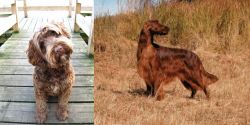 Portuguese Water Dog vs Irish Setter - Breed Comparison