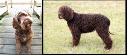 Portuguese Water Dog vs Irish Water Spaniel - Breed Comparison