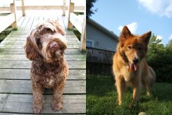 Portuguese Water Dog vs Karelo-Finnish Laika - Breed Comparison