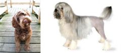 Portuguese Water Dog vs Lowchen - Breed Comparison