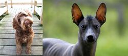 Portuguese Water Dog vs Mexican Hairless - Breed Comparison