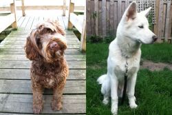 Portuguese Water Dog vs Phung San - Breed Comparison