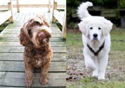 Portuguese Water Dog vs Polish Tatra Sheepdog - Breed Comparison