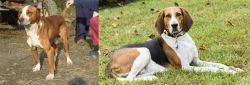 Posavac Hound vs American English Coonhound - Breed Comparison