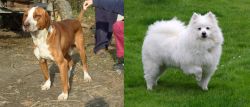 Posavac Hound vs American Eskimo Dog - Breed Comparison