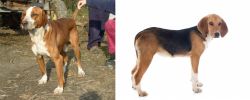 Posavac Hound vs Beagle-Harrier - Breed Comparison