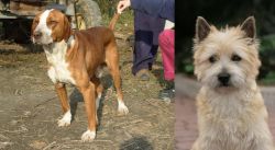 Posavac Hound vs Cairn Terrier - Breed Comparison