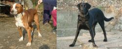 Posavac Hound vs Cao de Castro Laboreiro - Breed Comparison