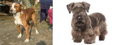 Posavac Hound vs Cesky Terrier - Breed Comparison