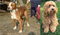 Posavac Hound vs Cockapoo - Breed Comparison