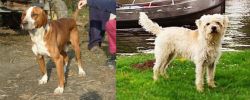 Posavac Hound vs Dutch Smoushond - Breed Comparison