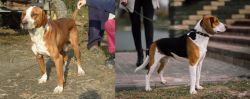 Posavac Hound vs Estonian Hound - Breed Comparison