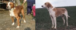 Posavac Hound vs Grand Anglo-Francais Blanc et Orange - Breed Comparison