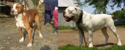 Posavac Hound vs Hermes Bulldogge - Breed Comparison