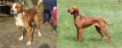 Posavac Hound vs Hungarian Vizsla - Breed Comparison