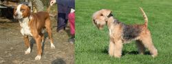 Posavac Hound vs Lakeland Terrier - Breed Comparison