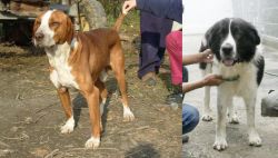 Posavac Hound vs Mucuchies - Breed Comparison
