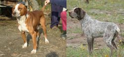 Posavac Hound vs Perdiguero de Burgos - Breed Comparison