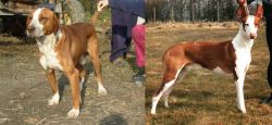 Posavac Hound vs Podenco Canario - Breed Comparison