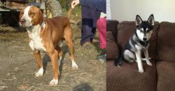 Posavac Hound vs Pomsky - Breed Comparison