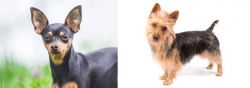 Prazsky Krysarik vs Australian Terrier - Breed Comparison
