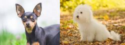 Prazsky Krysarik vs Bichon Bolognese - Breed Comparison