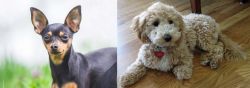 Prazsky Krysarik vs Bichonpoo - Breed Comparison