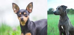 Prazsky Krysarik vs Blue Lacy - Breed Comparison